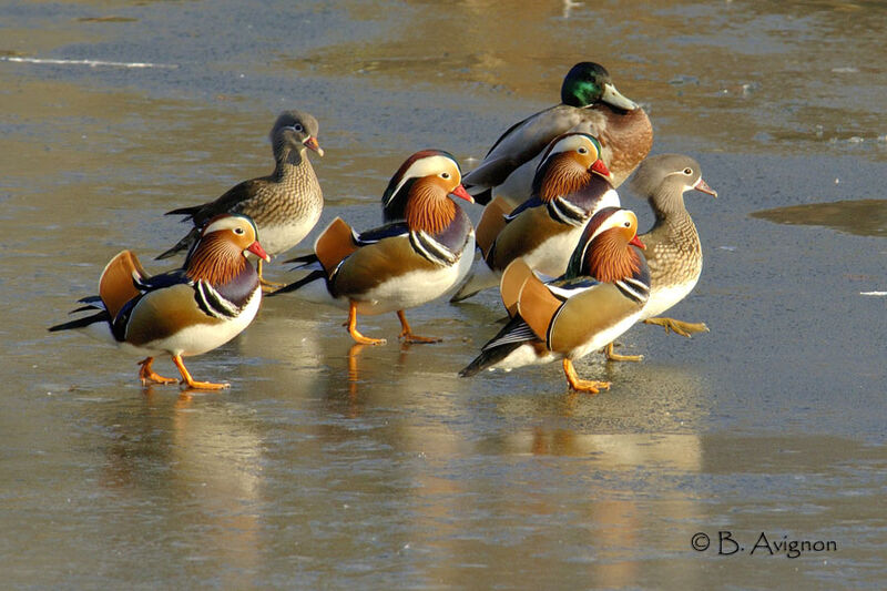 Canard mandarin 