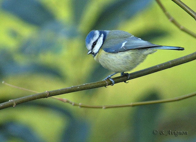 Mésange bleue