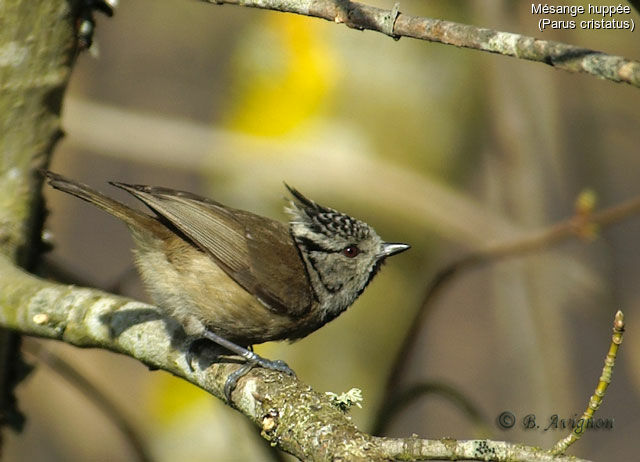 Mésange huppée