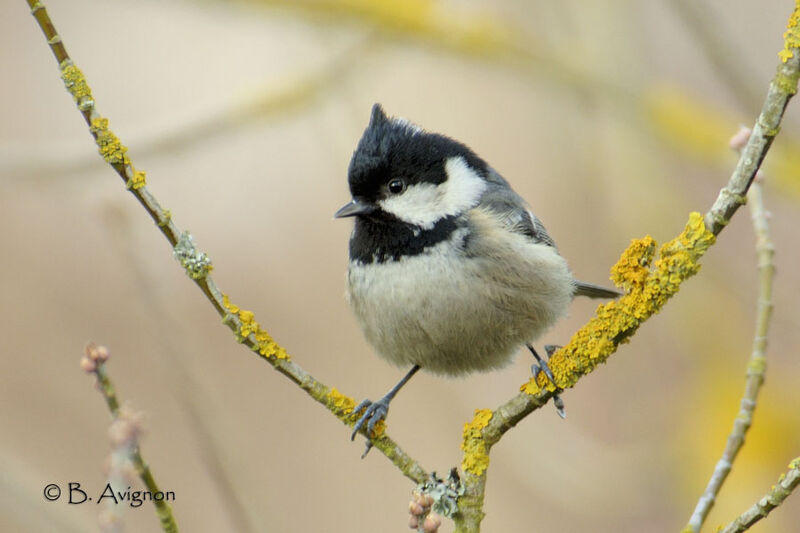 Mésange noire