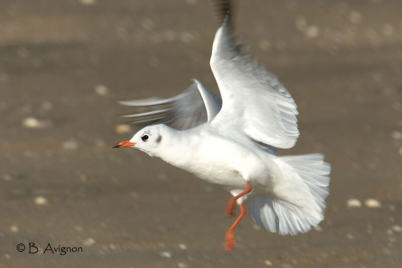 Mouette rieuse