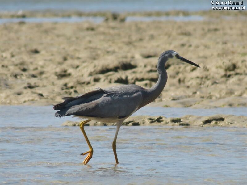 White-faced Heronadult, identification, Behaviour