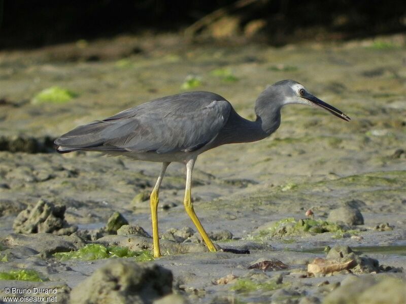 White-faced Heronadult, identification, feeding habits