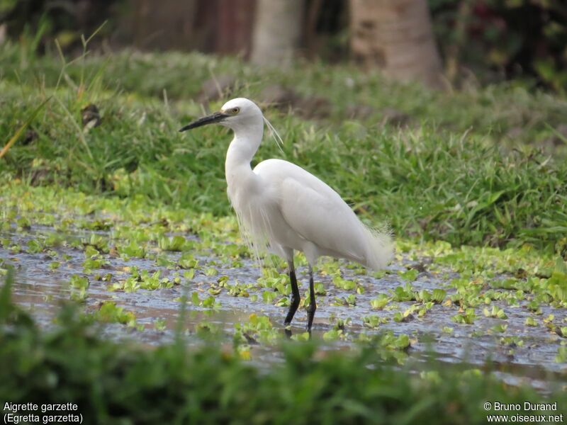 Aigrette garzette, identification