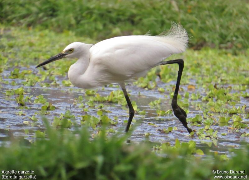 Aigrette garzette, identification, Comportement