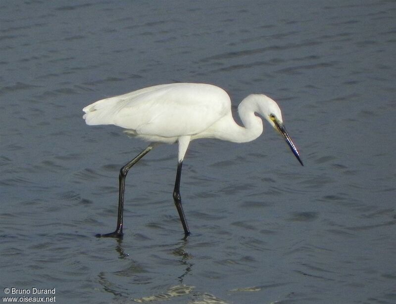 Aigrette garzetteadulte internuptial, identification, Comportement