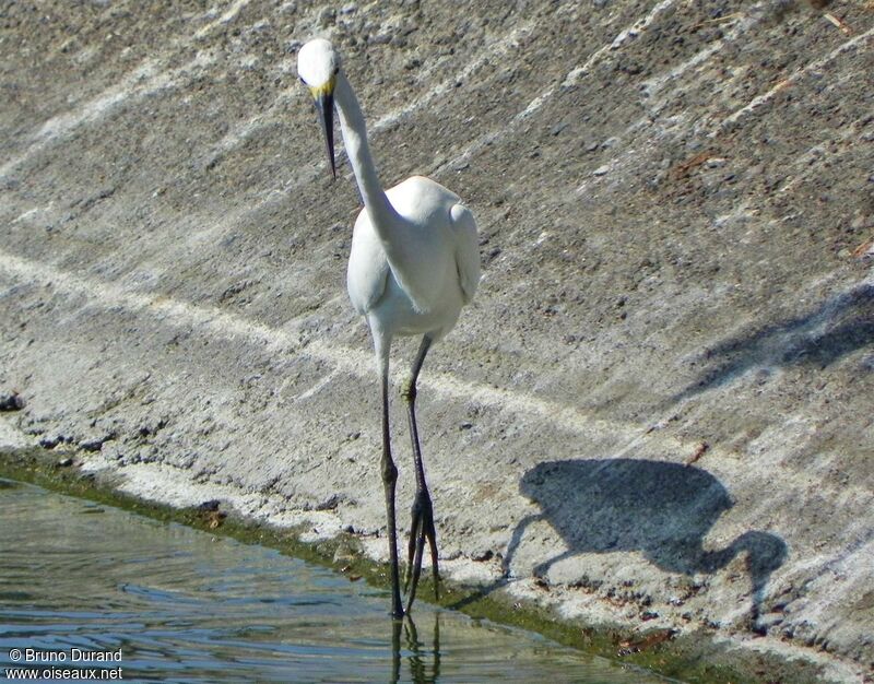 Aigrette garzetteadulte internuptial, identification, Comportement