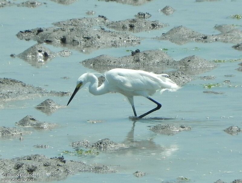 Little Egretadult breeding, identification, Behaviour