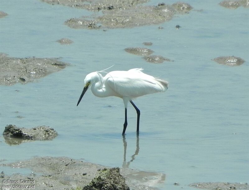 Aigrette garzetteadulte nuptial, identification, Comportement