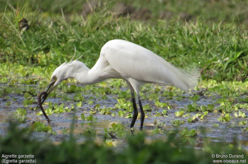 Aigrette garzette, identification, régime, Comportement