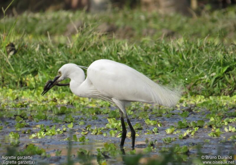 Aigrette garzette, identification, régime, Comportement