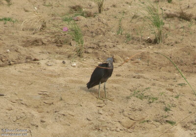 Pacific Reef Heron, identification, Behaviour