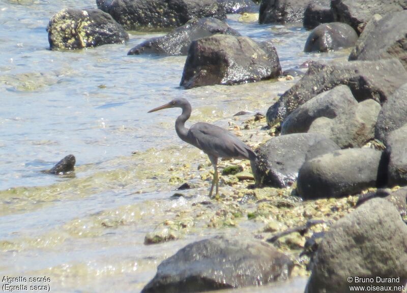 Aigrette sacréeadulte, identification