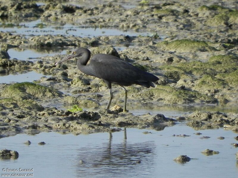 Aigrette sacrée, identification