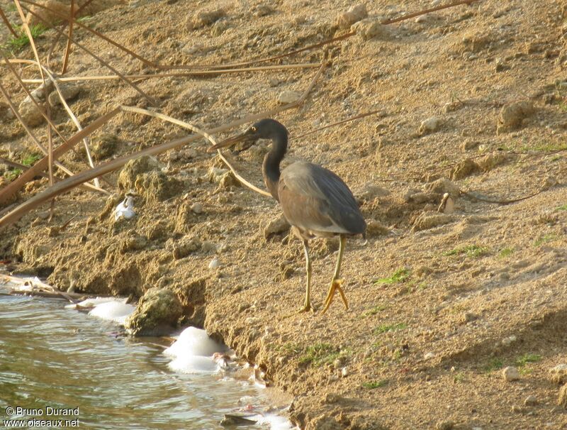 Aigrette sacréeimmature, identification, Comportement