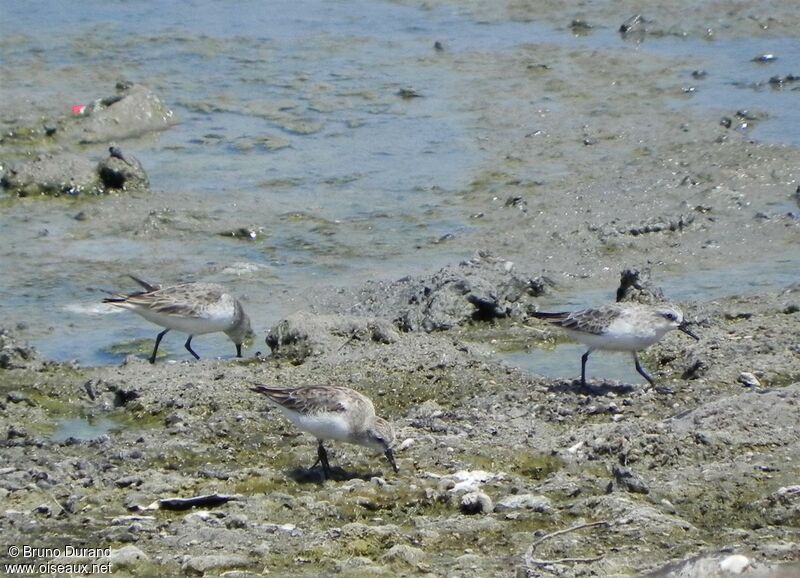 Red-necked Stint, identification, Behaviour