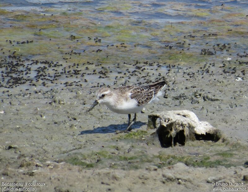 Bécasseau à cou rouxadulte, identification