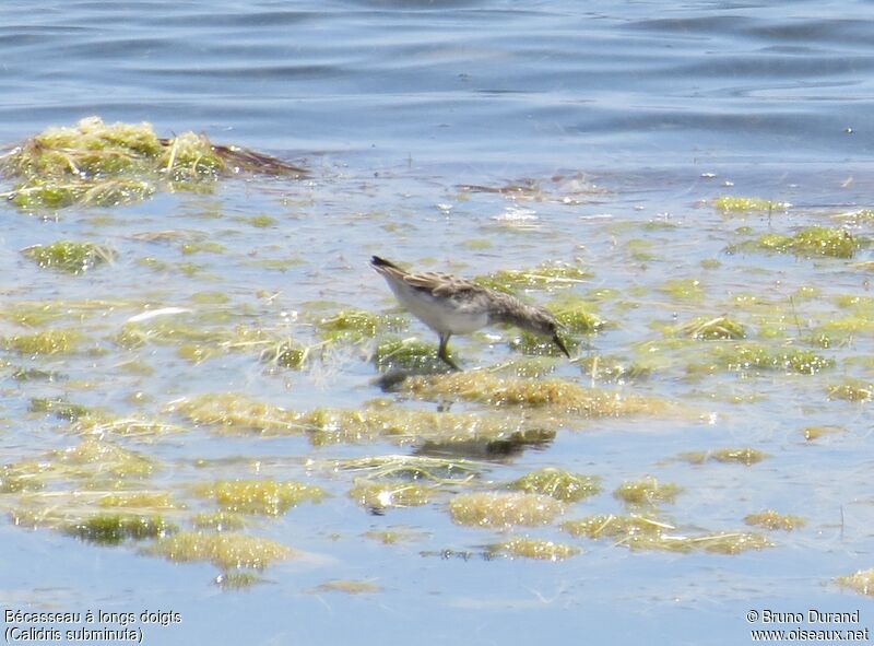 Long-toed Stint, identification, Behaviour