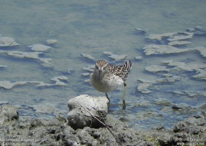 Sharp-tailed Sandpiperadult, identification