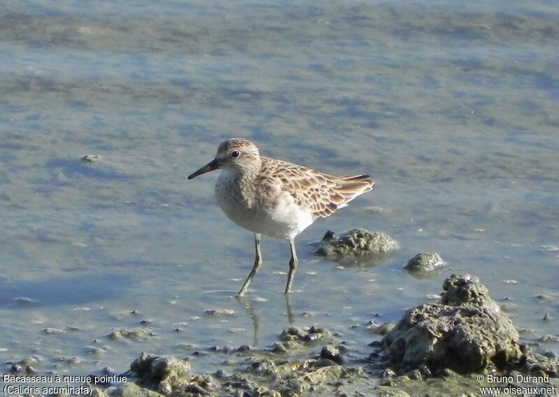 Sharp-tailed Sandpiper, identification