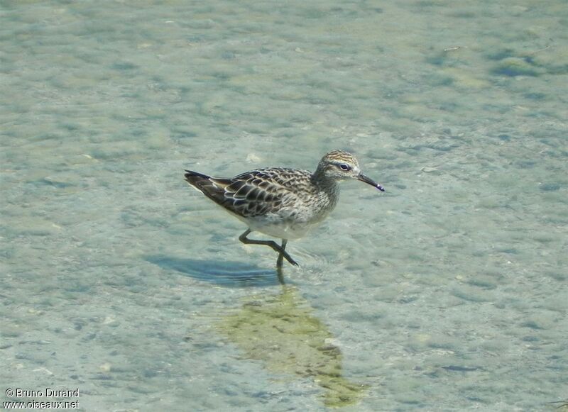 Sharp-tailed Sandpiper, identification