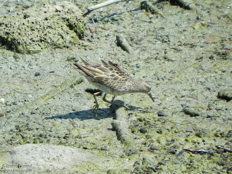 Sharp-tailed Sandpiper, Behaviour