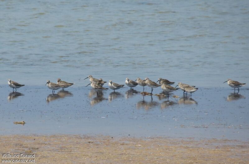 Bécasseau cocorli, identification, Comportement