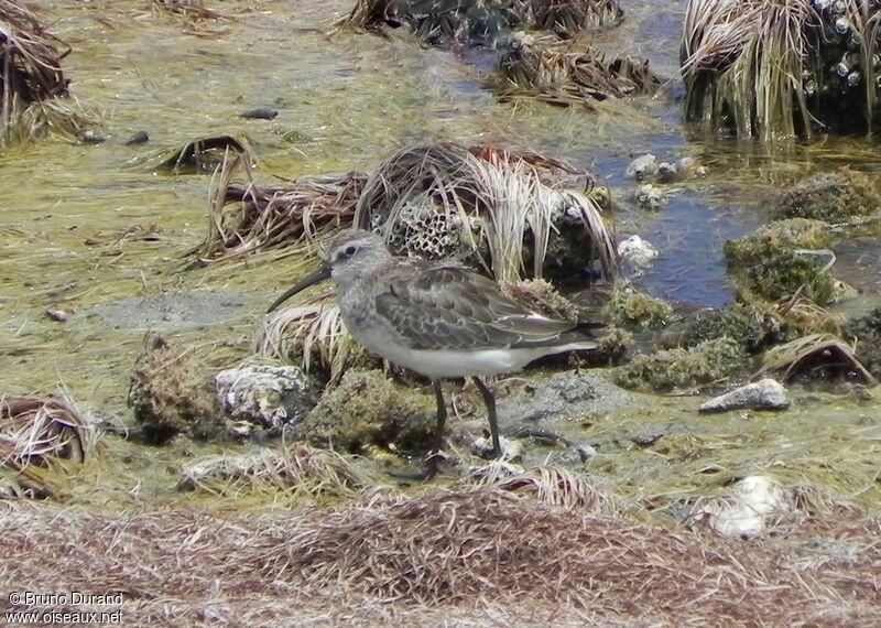 Bécasseau cocorliadulte, identification