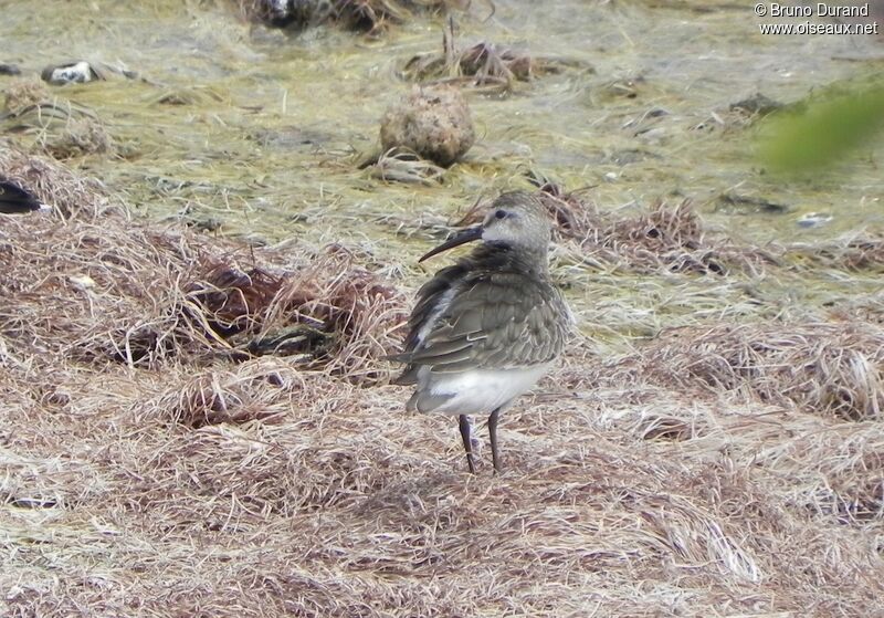 Bécasseau cocorliadulte, identification, Comportement