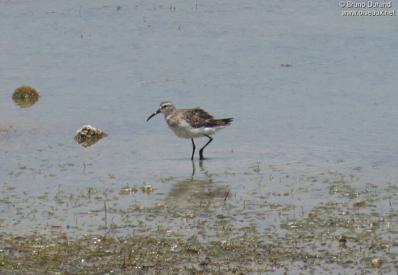 Bécasseau cocorli, identification, Comportement