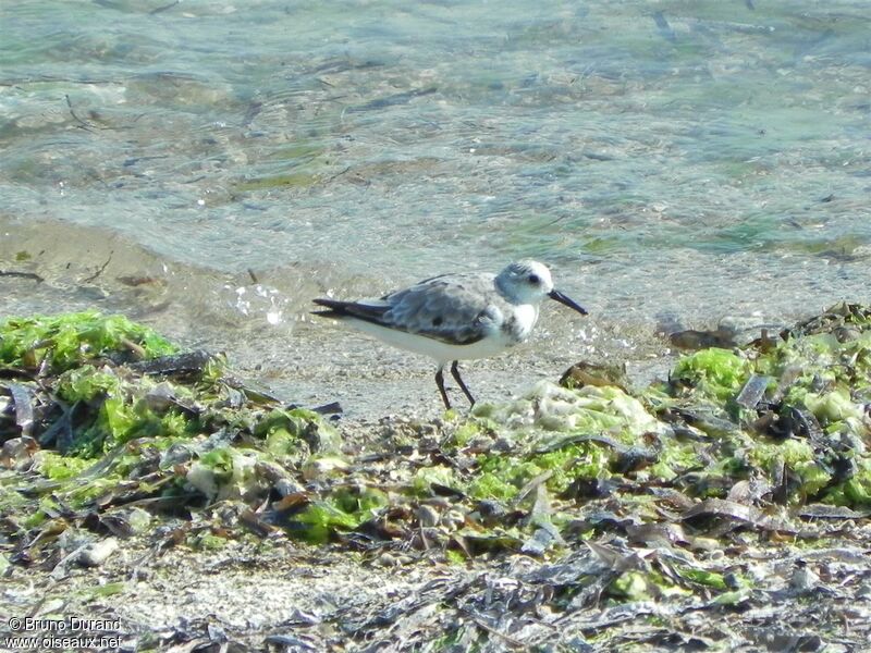 Sanderlingadult, identification