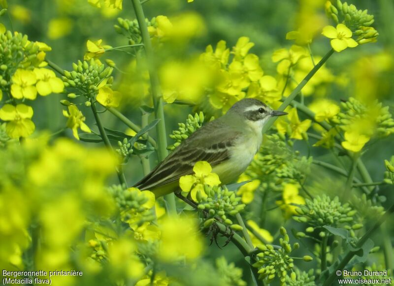 Western Yellow Wagtailadult post breeding, identification