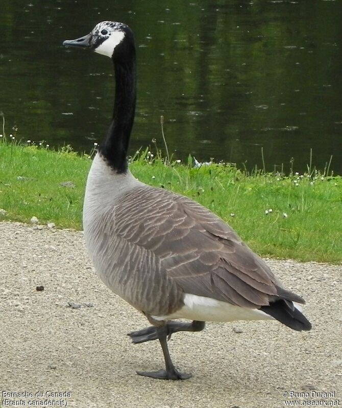 Canada Gooseadult, identification