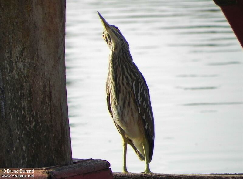 Black-crowned Night Heronjuvenile, identification