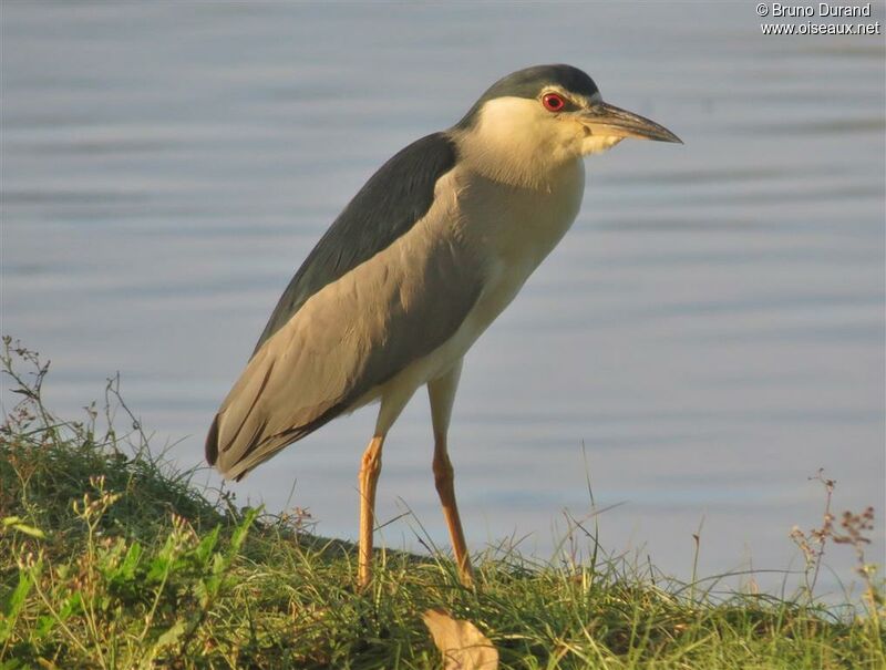 Black-crowned Night Heronadult, identification, Behaviour