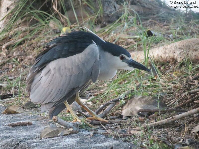 Black-crowned Night Heronadult, identification, Behaviour