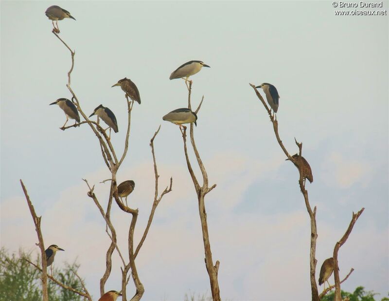 Black-crowned Night Heron, identification, Behaviour