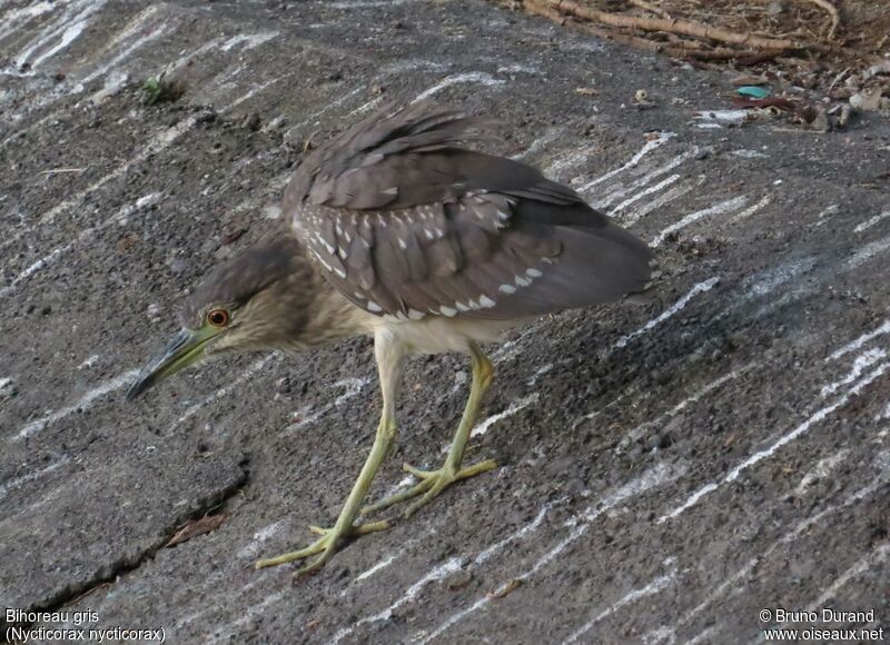 Black-crowned Night Heronimmature, identification, Behaviour