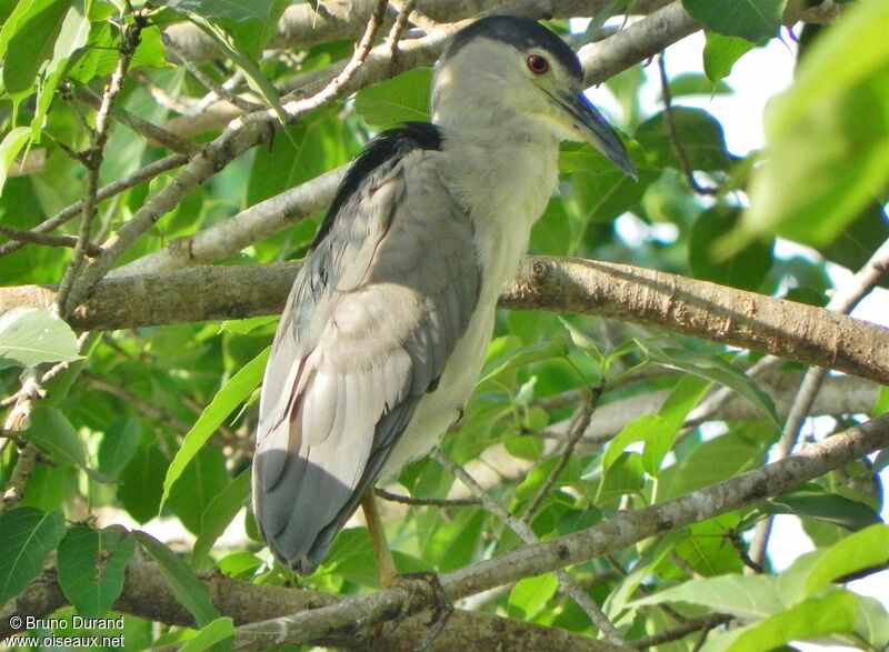 Black-crowned Night Heronadult post breeding, identification