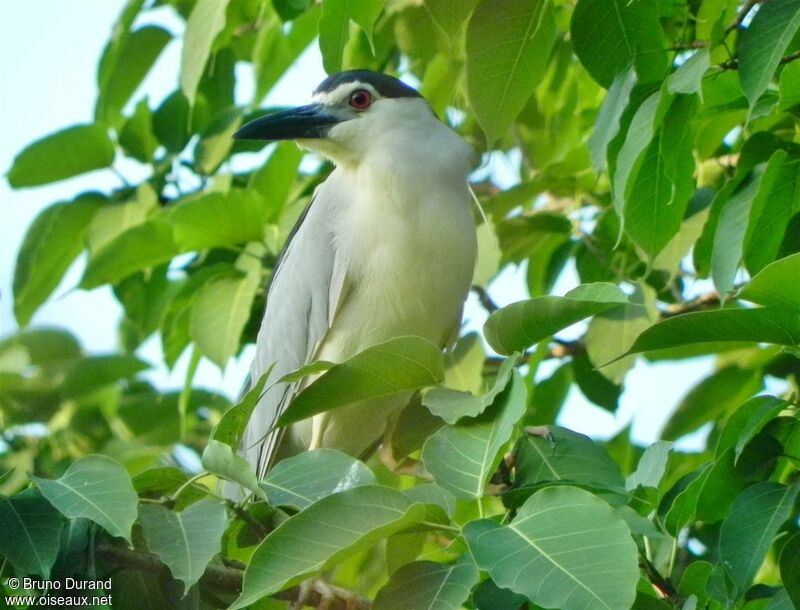 Black-crowned Night Heronadult breeding, identification