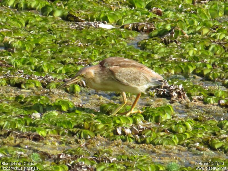 Blongios de Chine, identification, Comportement