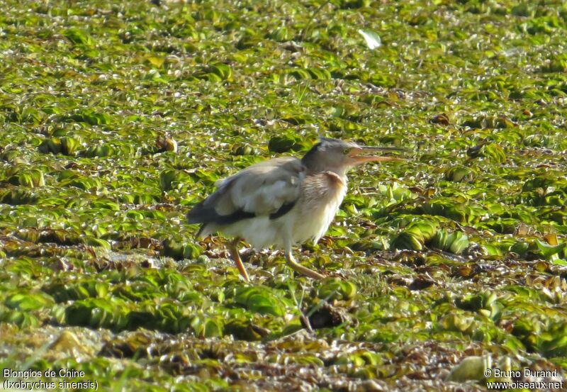 Yellow Bittern male, identification, Behaviour