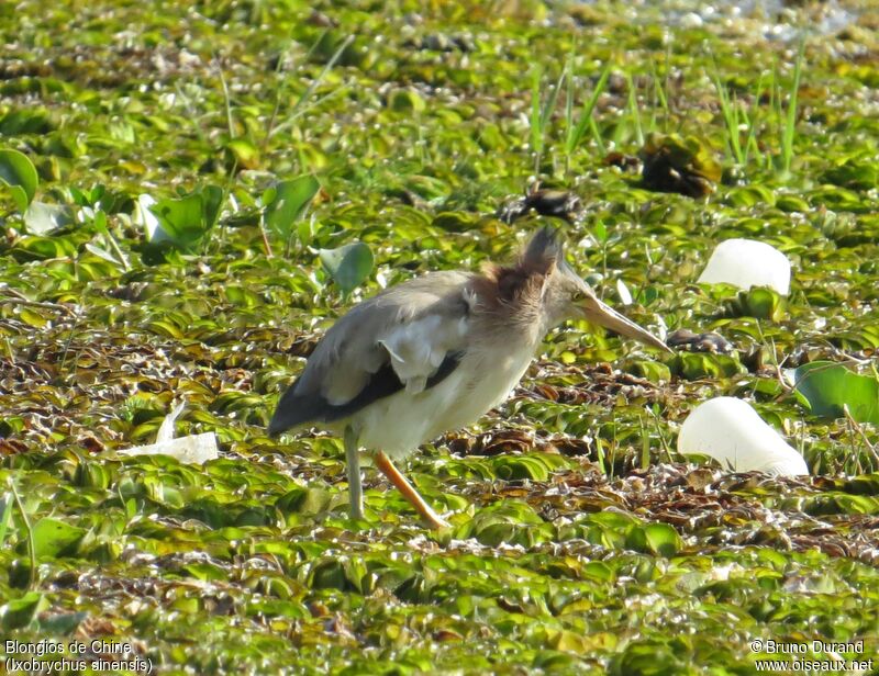 Yellow Bittern male, identification, Behaviour