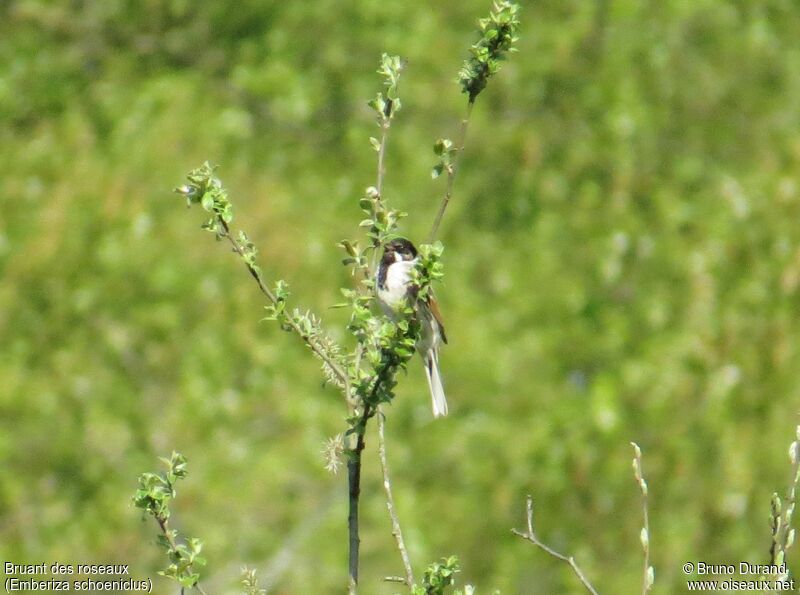 Common Reed Bunting male, identification, song