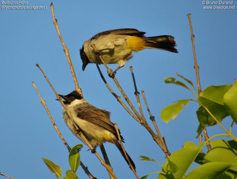 Bulbul cul-d'or, identification, Comportement