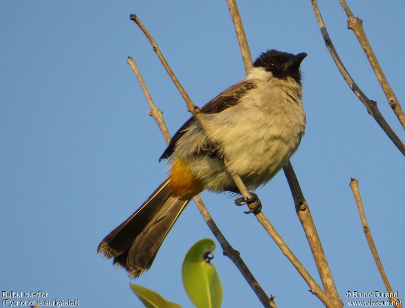 Bulbul cul-d'or, identification