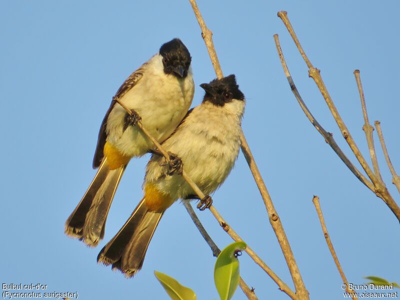 Bulbul cul-d'or, identification, Comportement