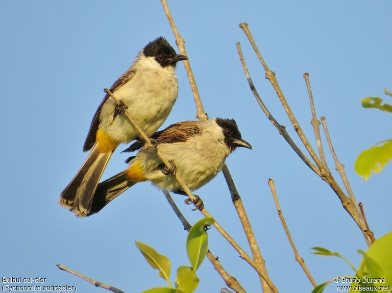 Sooty-headed Bulbul, identification, Behaviour