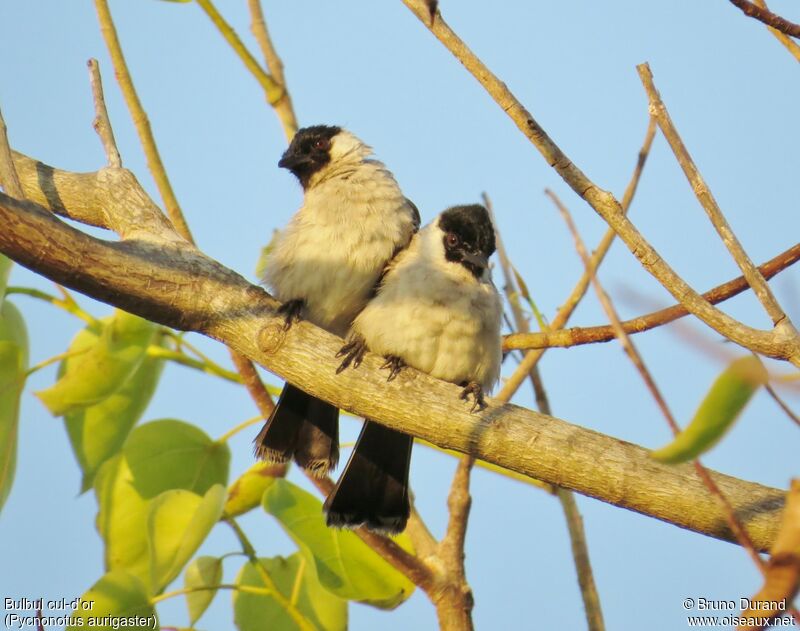 Sooty-headed Bulbul, identification