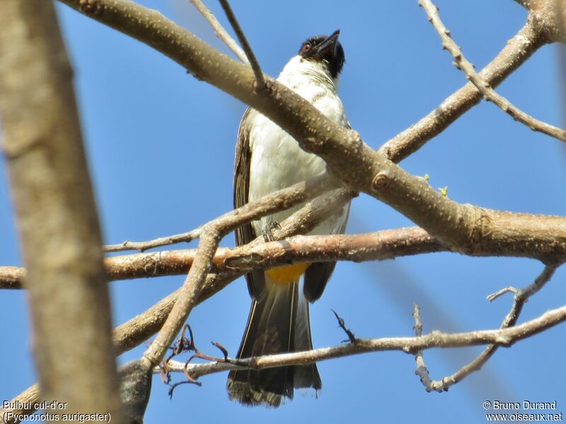 Bulbul cul-d'oradulte, identification